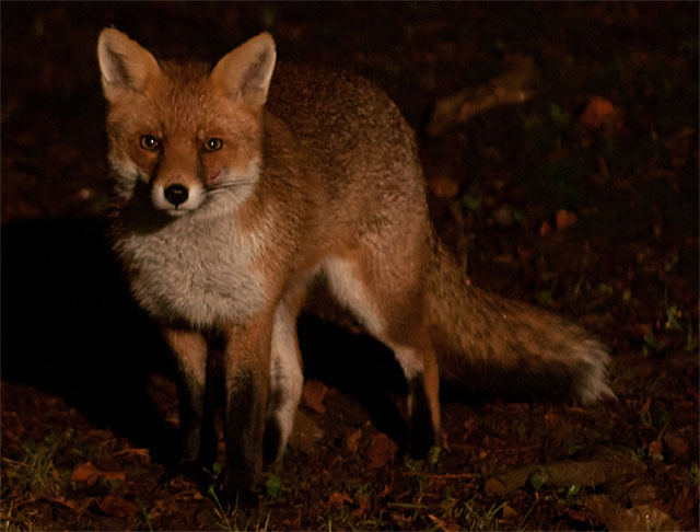 Fox garden young male1 131214